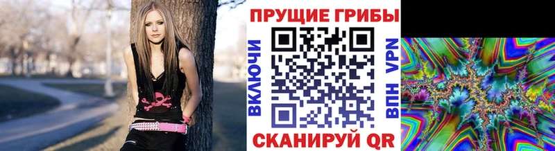 Галлюциногенные грибы Psilocybe  нарко площадка телеграм  Махачкала 